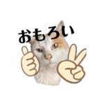 どーーーぶつ、かぞく！（個別スタンプ：3）