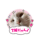 どーーーぶつ、かぞく！（個別スタンプ：11）
