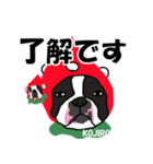 ボストンテリアこじろう先輩 いちご狩り 2（個別スタンプ：1）