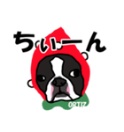 ボストンテリアこじろう先輩 いちご狩り 2（個別スタンプ：4）