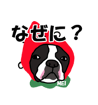 ボストンテリアこじろう先輩 いちご狩り 2（個別スタンプ：21）