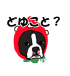 ボストンテリアこじろう先輩 いちご狩り 2（個別スタンプ：30）