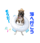 紫友会 保護犬猫のキュンスタンプ❤️（個別スタンプ：1）