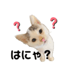 紫友会 保護犬猫のキュンスタンプ❤️（個別スタンプ：2）
