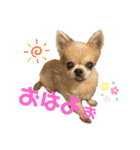 紫友会 保護犬猫のキュンスタンプ❤️（個別スタンプ：3）