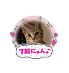 紫友会 保護犬猫のキュンスタンプ❤️（個別スタンプ：5）