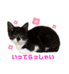 紫友会 保護犬猫のキュンスタンプ❤️（個別スタンプ：6）