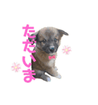 紫友会 保護犬猫のキュンスタンプ❤️（個別スタンプ：7）