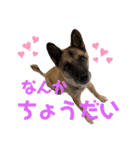 紫友会 保護犬猫のキュンスタンプ❤️（個別スタンプ：12）