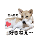紫友会 保護犬猫のキュンスタンプ❤️（個別スタンプ：13）