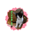 紫友会 保護犬猫のキュンスタンプ❤️（個別スタンプ：16）