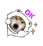 紫友会 保護犬猫のキュンスタンプ❤️（個別スタンプ：17）