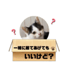 紫友会 保護犬猫のキュンスタンプ❤️（個別スタンプ：18）