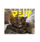 紫友会 保護犬猫のキュンスタンプ❤️（個別スタンプ：19）