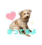 紫友会 保護犬猫のキュンスタンプ❤️（個別スタンプ：21）