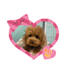 紫友会 保護犬猫のキュンスタンプ❤️（個別スタンプ：22）