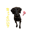 紫友会 保護犬猫のキュンスタンプ❤️（個別スタンプ：23）