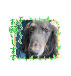 紫友会 保護犬猫のキュンスタンプ❤️（個別スタンプ：24）