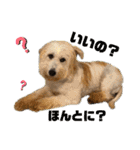 紫友会 保護犬猫のキュンスタンプ❤️（個別スタンプ：30）