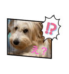 紫友会 保護犬猫のキュンスタンプ❤️（個別スタンプ：31）