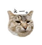 一郎ちゃん家のメルたん（個別スタンプ：6）