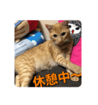 むぎむーの日常❹（個別スタンプ：1）