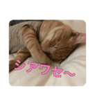 むぎむーの日常❹（個別スタンプ：2）