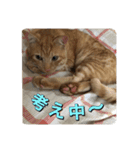 むぎむーの日常❹（個別スタンプ：3）