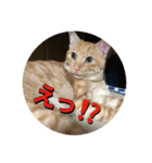 むぎむーの日常❹（個別スタンプ：9）