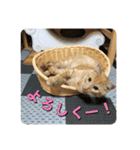 むぎむーの日常❹（個別スタンプ：10）