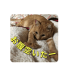むぎむーの日常❹（個別スタンプ：13）