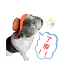フレンチブルドッグのパン（個別スタンプ：8）