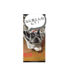 フレンチブルドッグのパン（個別スタンプ：10）