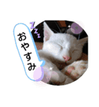 やひとび日記（個別スタンプ：8）