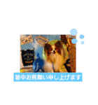 ぱぴぱぴパピヨン32（個別スタンプ：5）