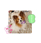 ぱぴぱぴパピヨン32（個別スタンプ：15）