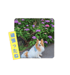ぱぴぱぴパピヨン32（個別スタンプ：20）