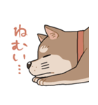 栄島の犬スタンプ（個別スタンプ：17）