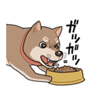 栄島の犬スタンプ（個別スタンプ：24）