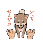 栄島の犬スタンプ（個別スタンプ：29）