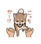 栄島の犬スタンプ（個別スタンプ：30）