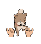 栄島の犬スタンプ（個別スタンプ：31）