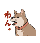 栄島の犬スタンプ（個別スタンプ：35）