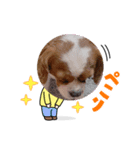 チャーリー君（個別スタンプ：2）
