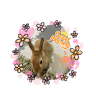 うさぎChirolのスタンプ（個別スタンプ：1）