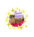 うさぎChirolのスタンプ（個別スタンプ：2）