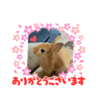 うさぎChirolのスタンプ（個別スタンプ：3）