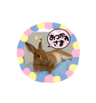 うさぎChirolのスタンプ（個別スタンプ：4）