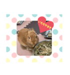 うさぎChirolのスタンプ（個別スタンプ：5）