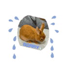 うさぎChirolのスタンプ（個別スタンプ：6）